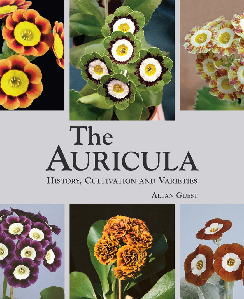 The Auricula - Bookhero